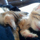 Illustration for article titled Crowdsourcing: Name These Kittens